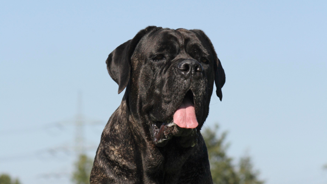    Caroline Brinkmann/Globallookpress