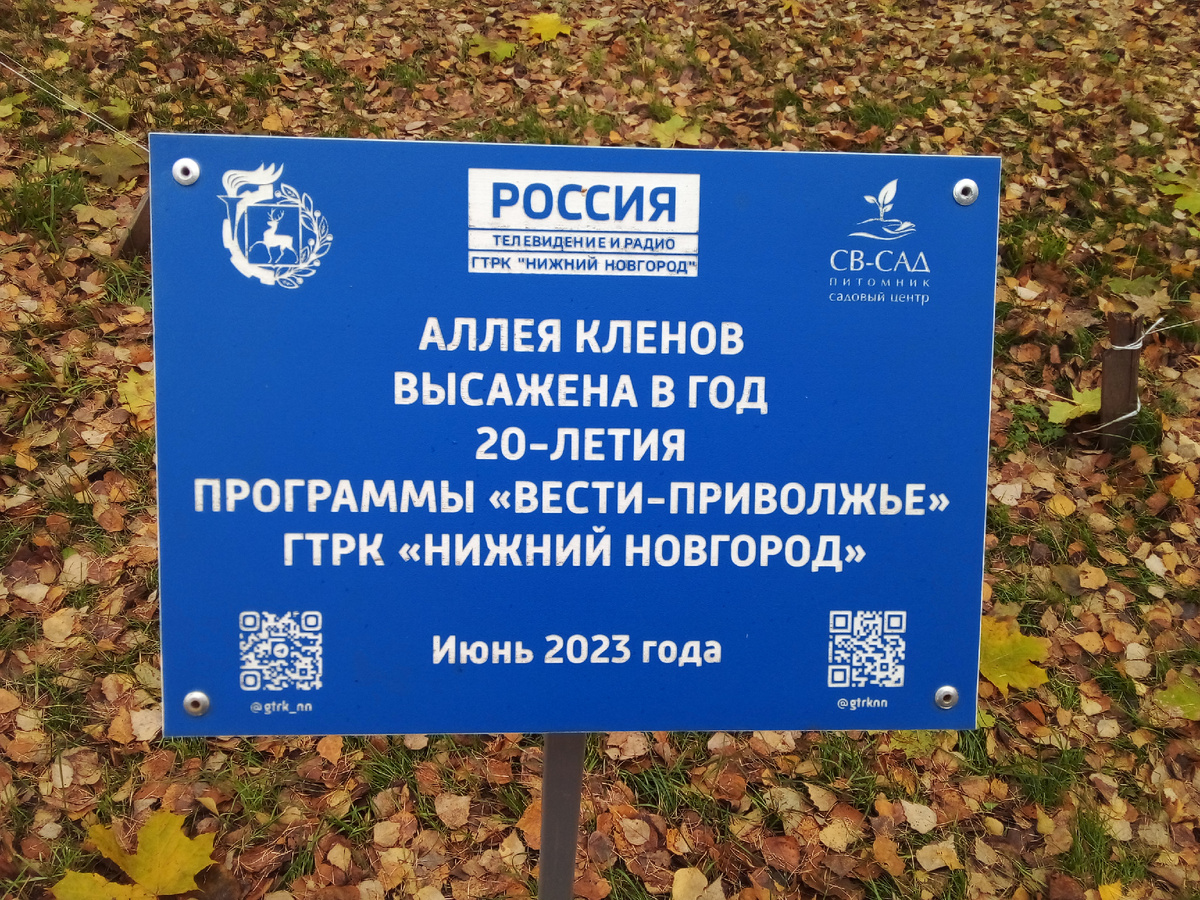 На снимке: прошло полтора года со после посадки, а глаза подмечают - за кленами ухаживают.