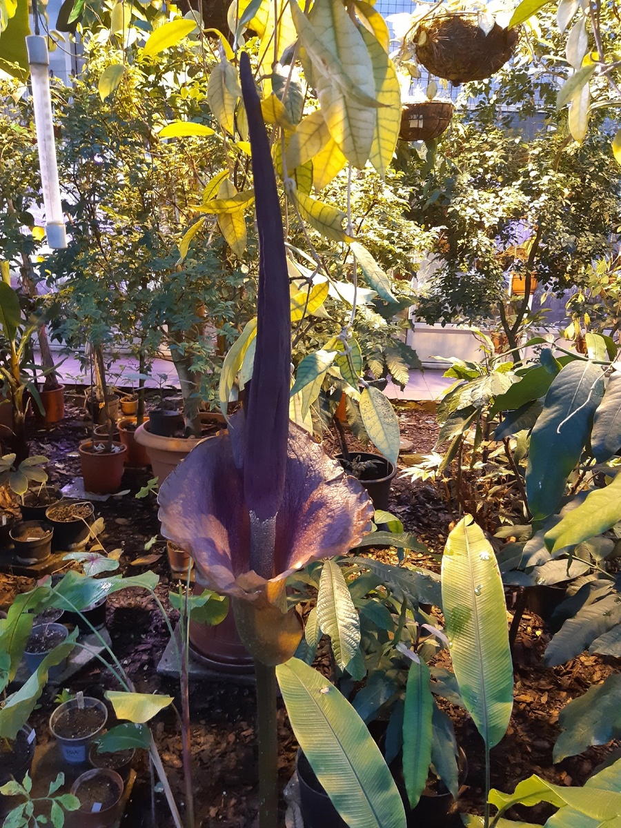    Фото: Ботанический сад ПГУ Полина Анкушина