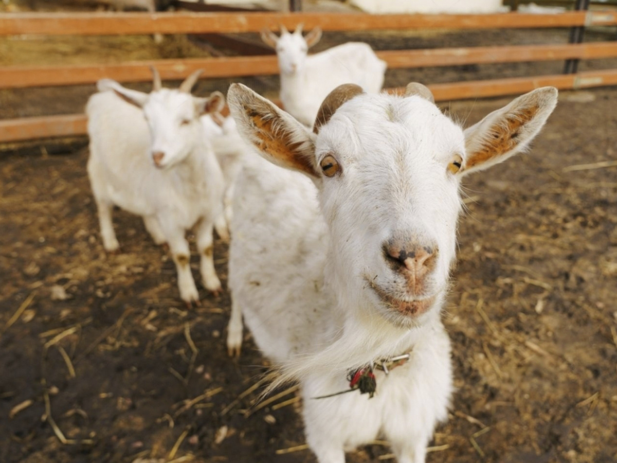 Уход за козами 