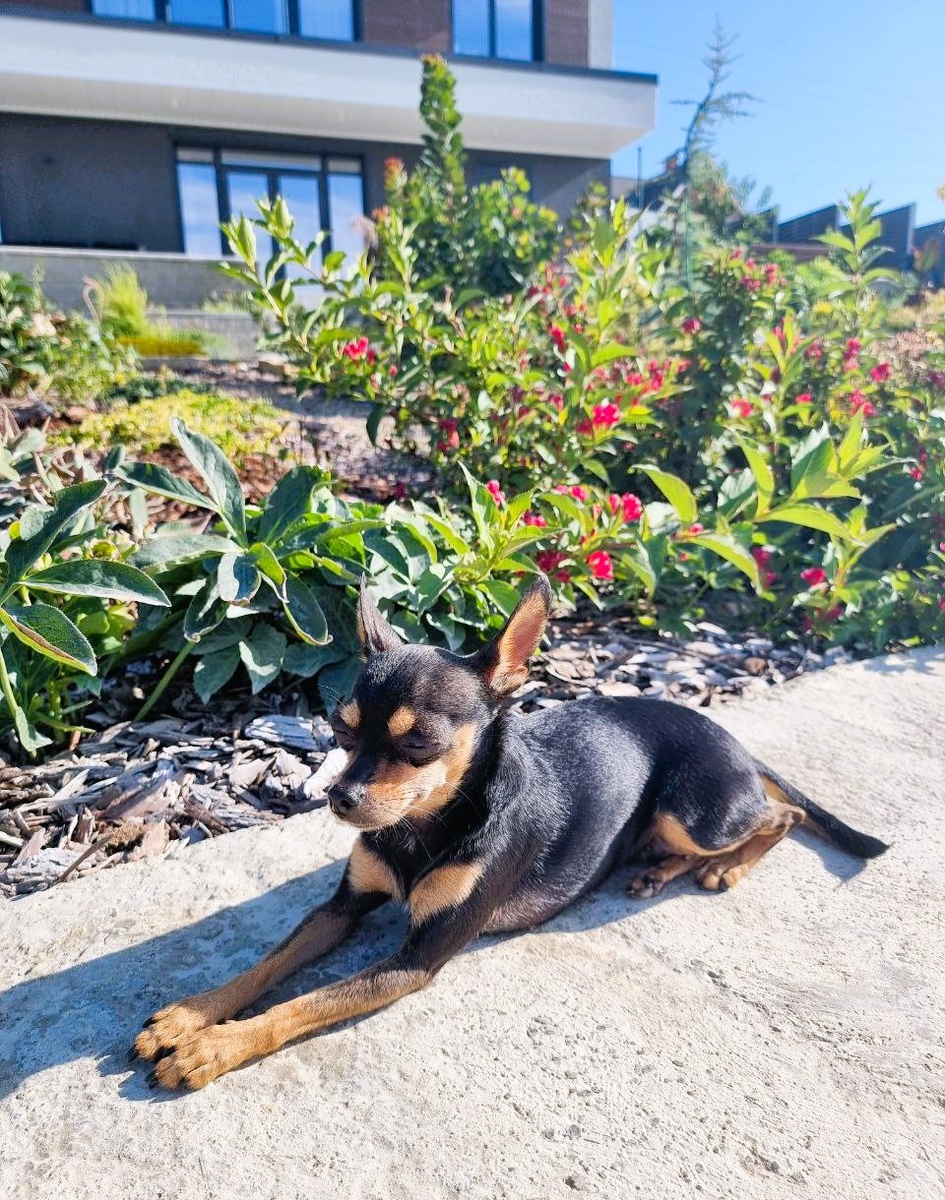 Должен же хоть кто-то отдыхать в саду и наслаждаться солнышком, садовнику на это времени не хватает. 😄