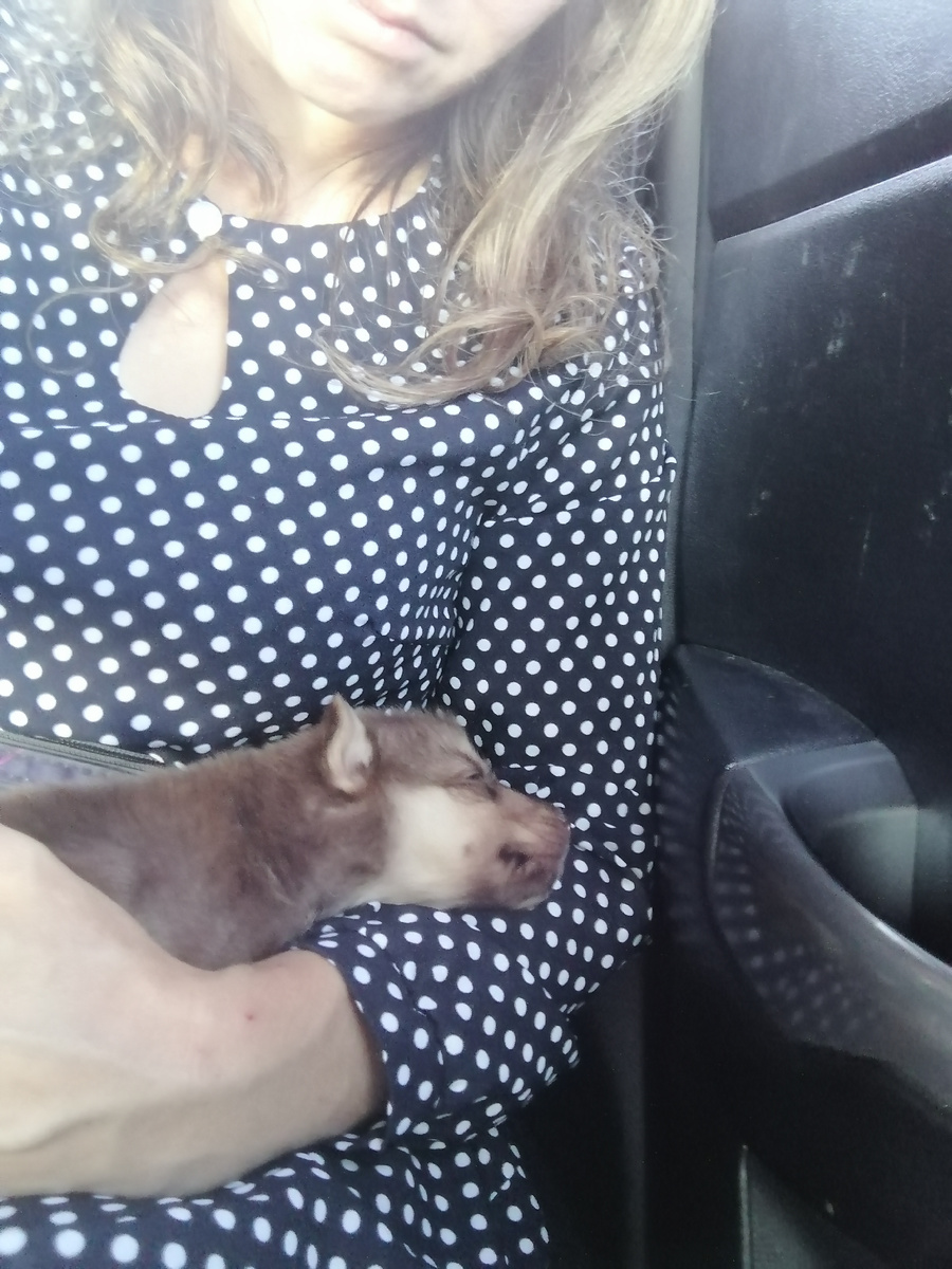 Не нашла фото в клетке. Хотя и где - то было... Ему тогда было примерно 1,5 месяцев. 