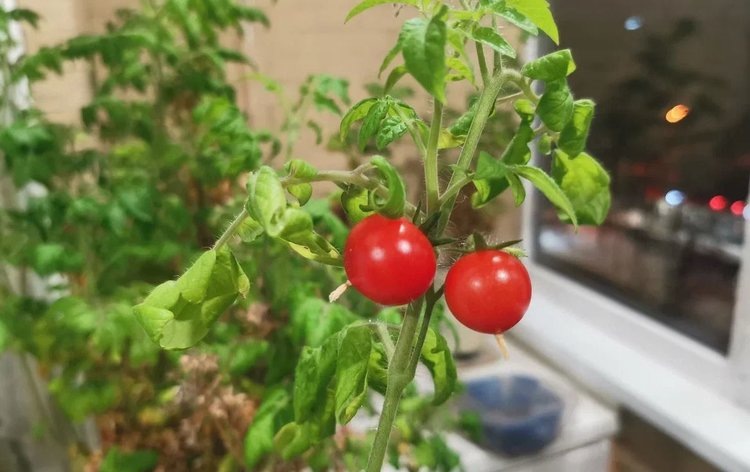    Чем подкормить комнатные помидоры