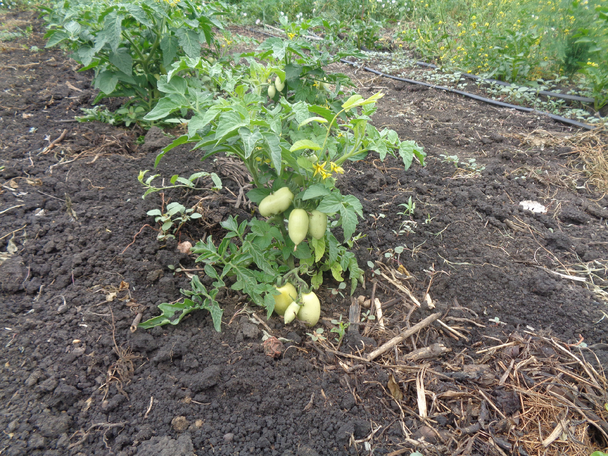 Заметила, что удлиненные плоды хранятся лучше круглых