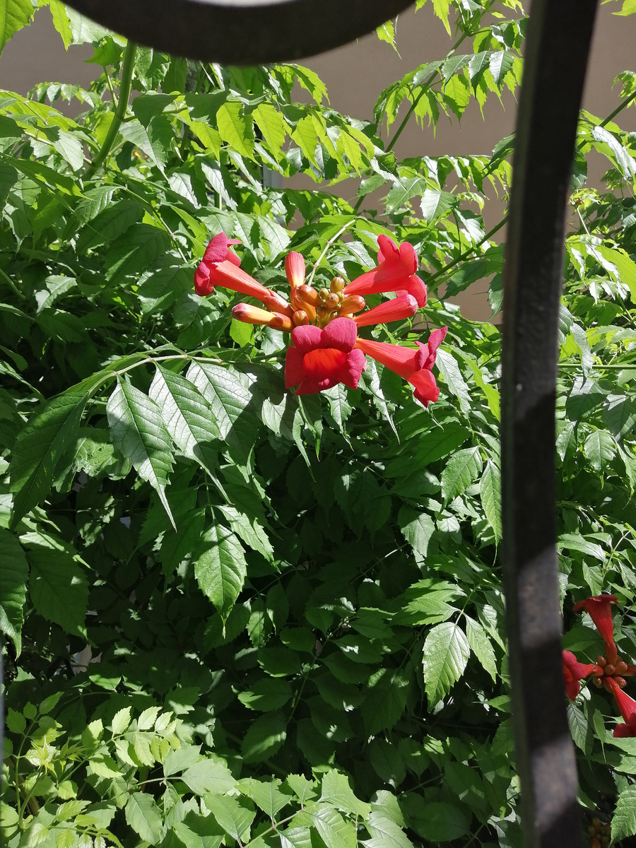 Кампсис во всей красе