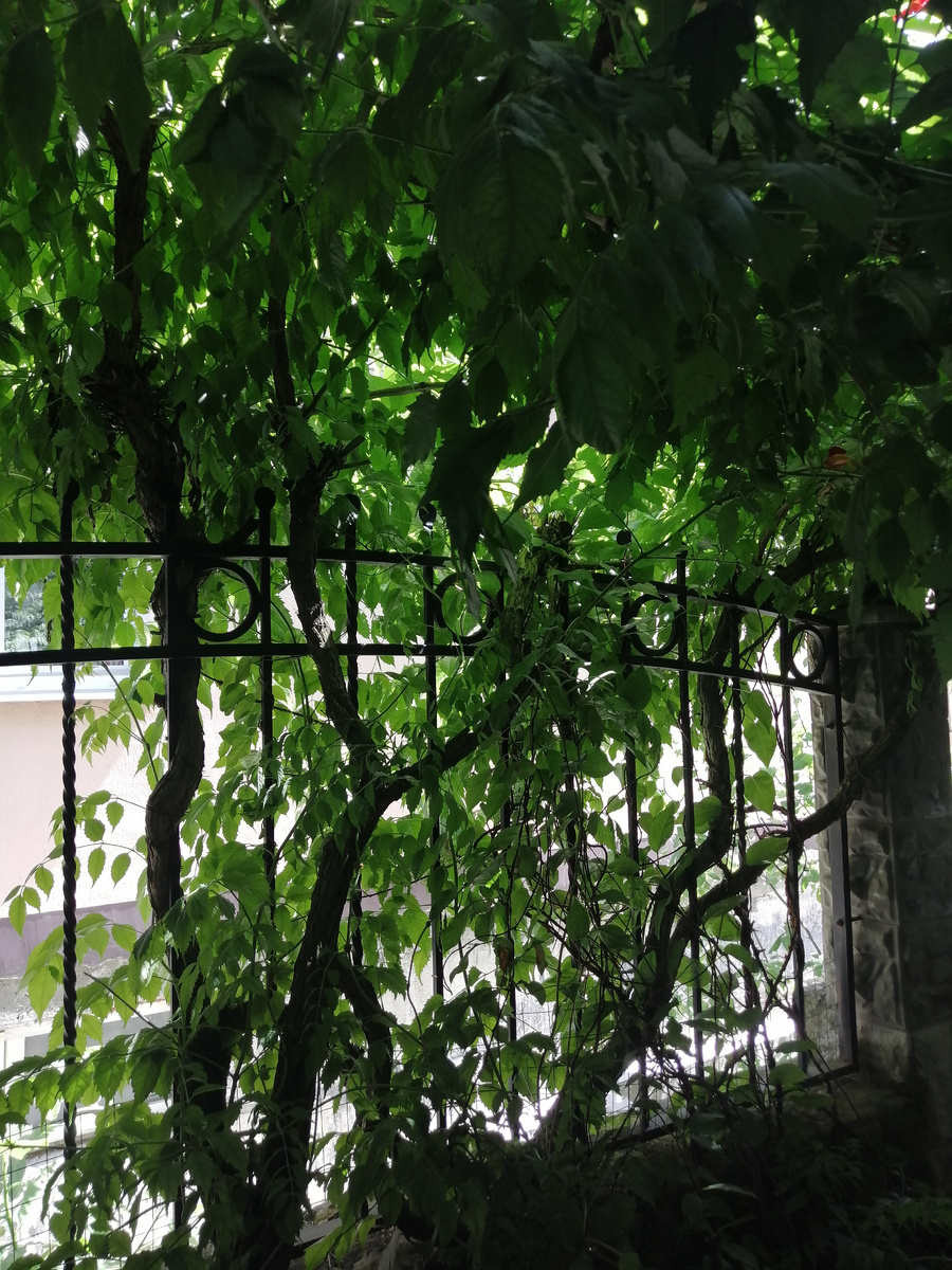 Заросли кампсиса на виноградных лозах