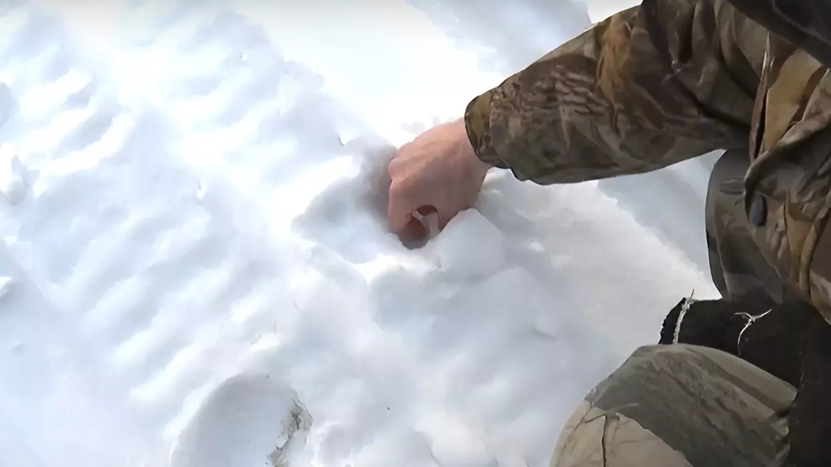 Фото: transsibinfo.com. звериные следы