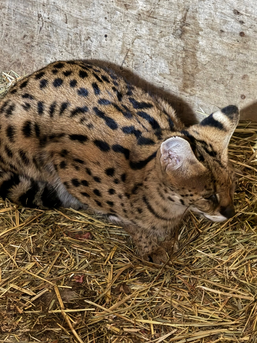 Почему зоопарк «Баба Фрося» может стать лучшим решением для вашего отдыха?