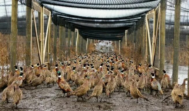 Разработано ru.pinterest.com. Источник фото: https://ru.pinterest.com/pin/638244578436606873/