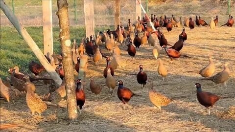 Разработано YouTube. Источник фото: https://www.youtube.com/watch?v=MydsbvHsHOM