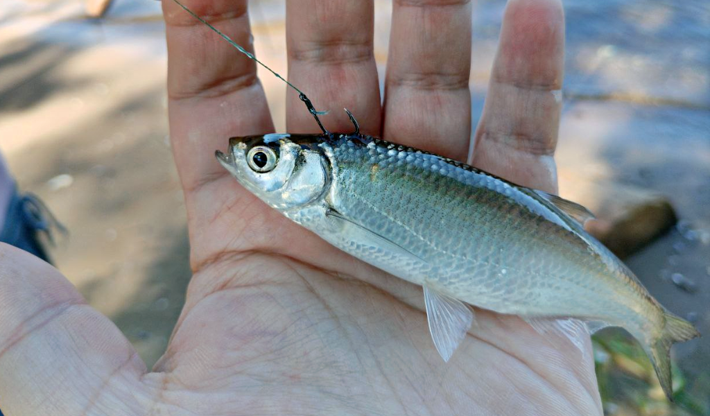 Классический случай при ловле на пенопласт