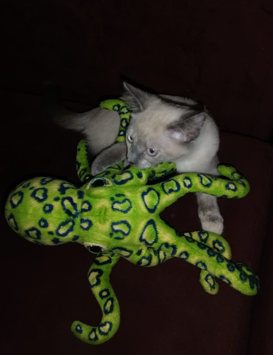 Антиде.прессанты мои. Мохнатые и мурчащие. Фото автора. Листайте галерею.  