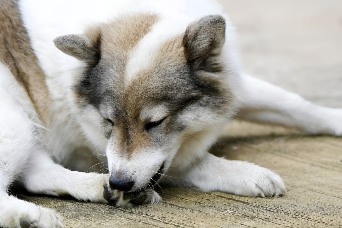 Почему собака грызет лапы