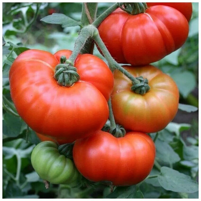 Ещё один замечательный сорт достойный вашего внимания – Марманде