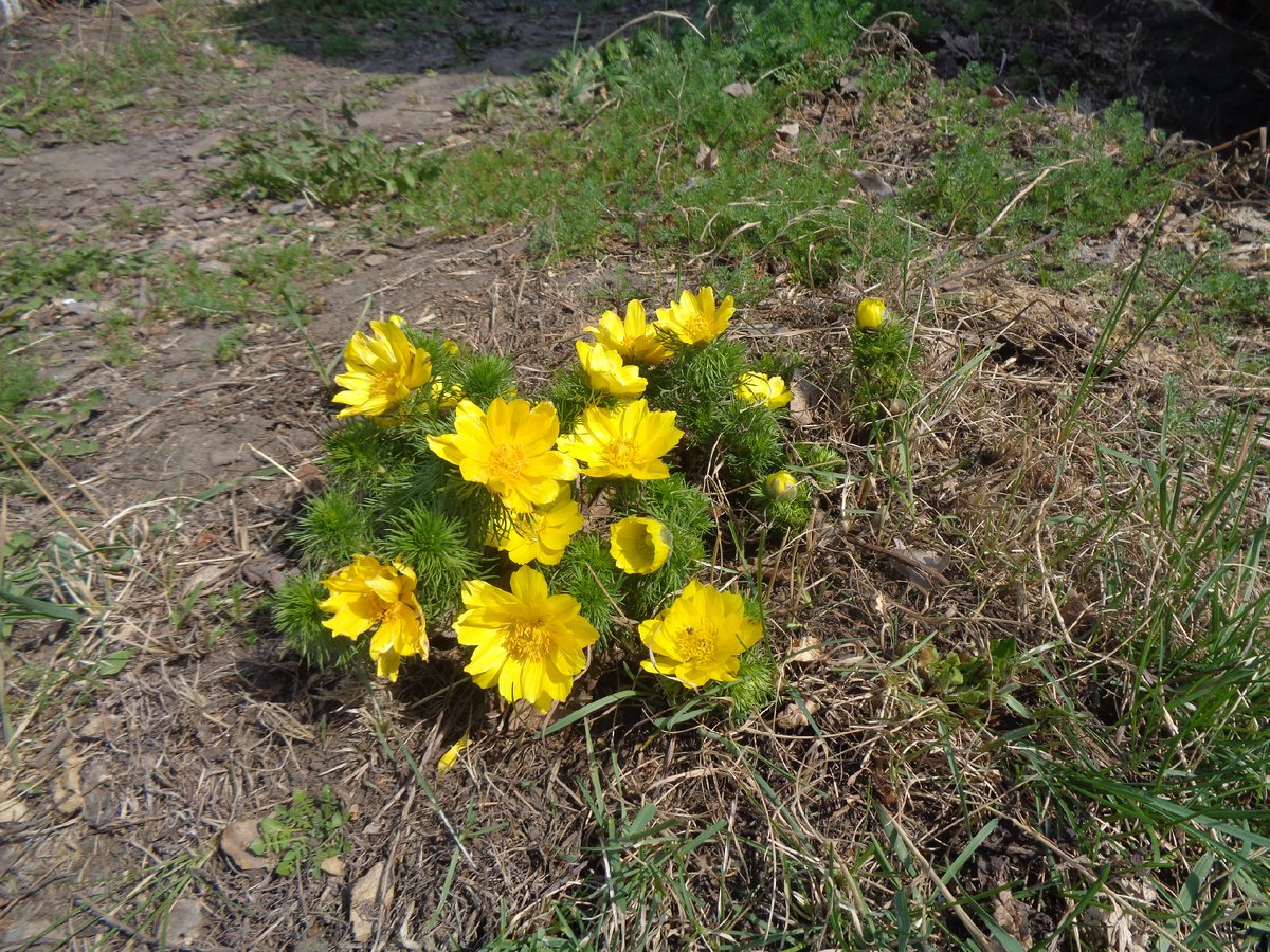 Адонис весенний