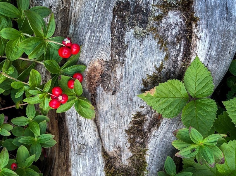 Дёрен шведский, неядовитый, но неприятный на вкус