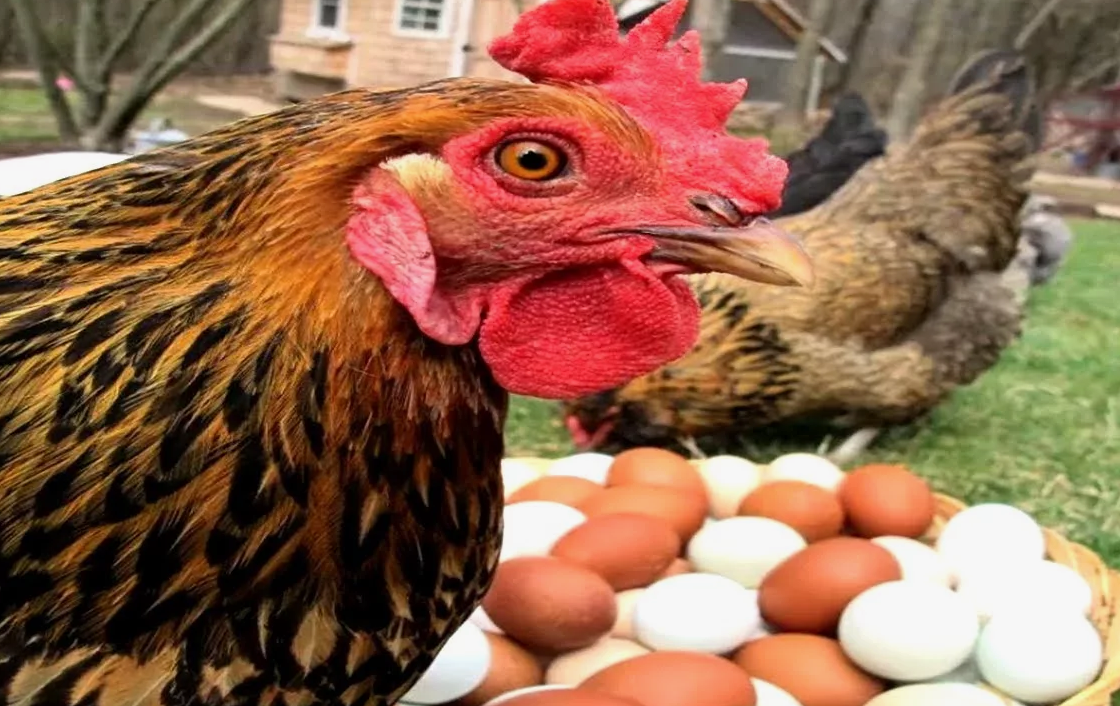 Курица и яйца