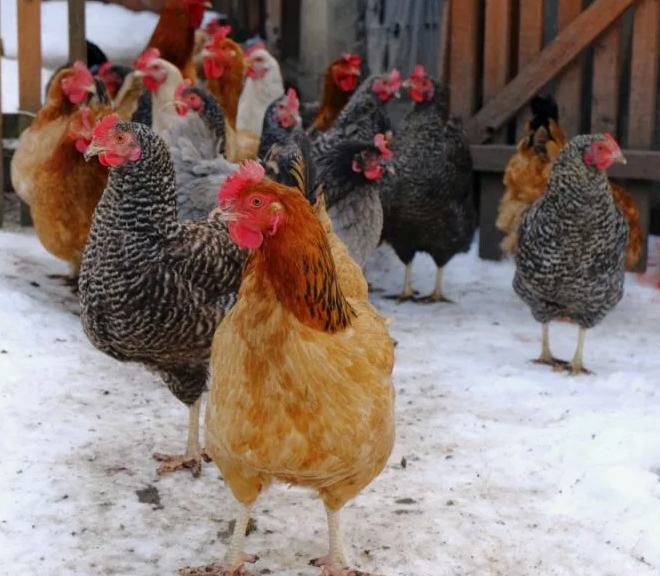 Куры зимой