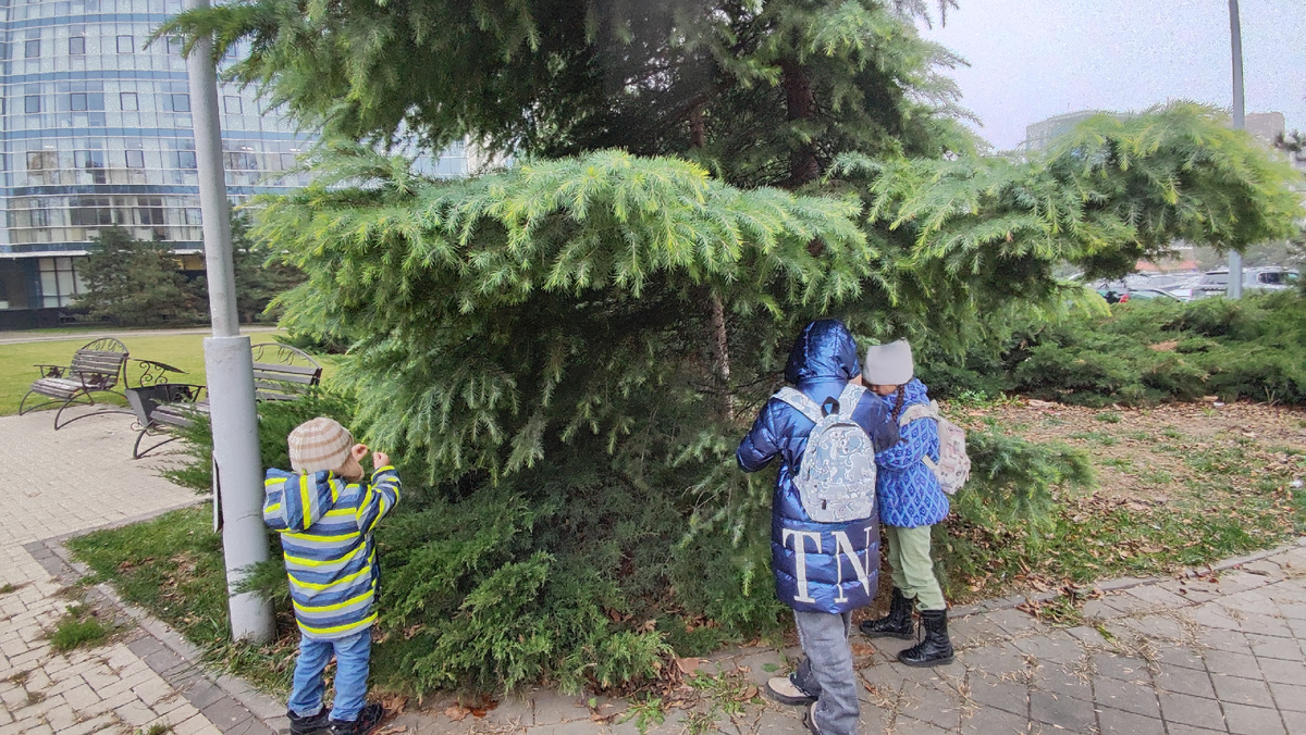 Разглядывают молоденькие иголочки на ёлке