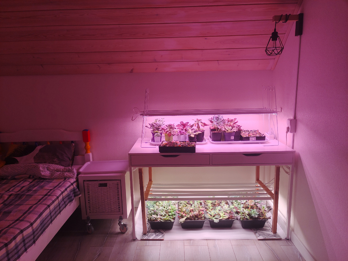 Когда мне кто-то говорит, что в доме совсем не осталось места для новых цветочков, я советую поискать под столом