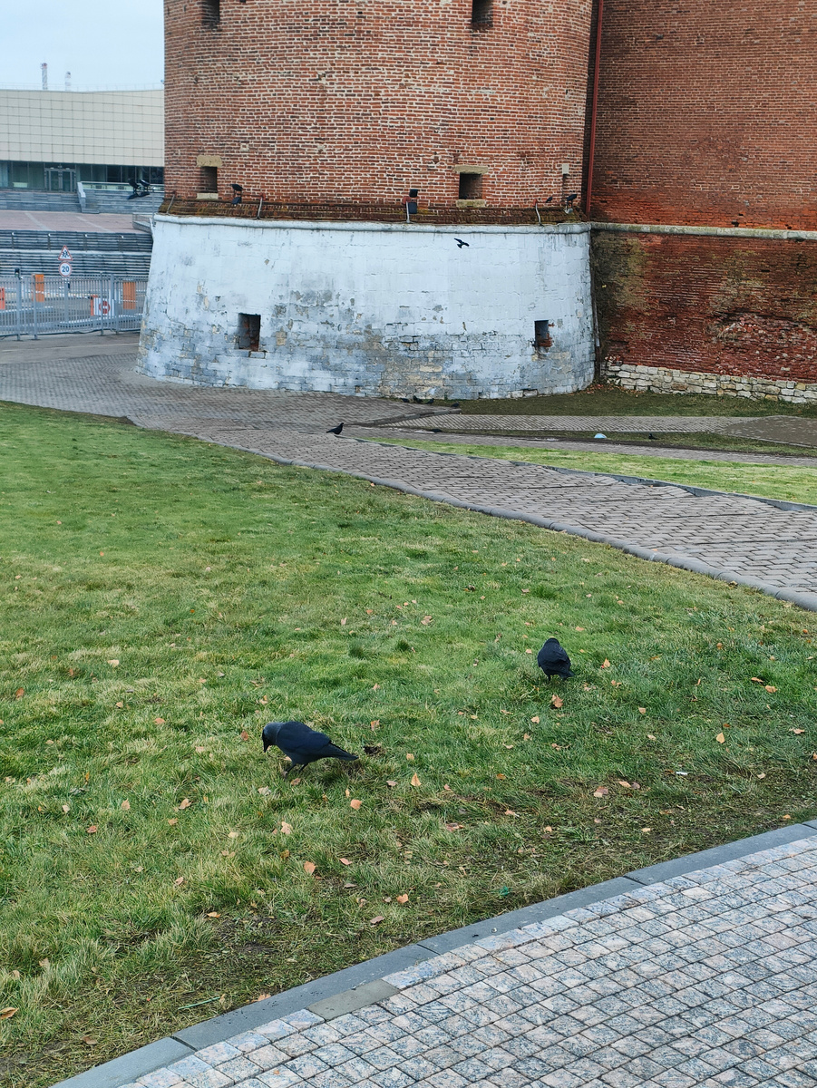 Птиц у башни, действительно, много