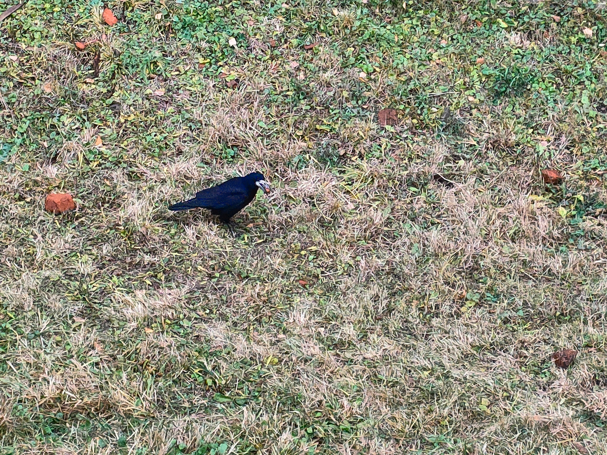 Марина Мнишек? Хотя, скорее, это просто грач