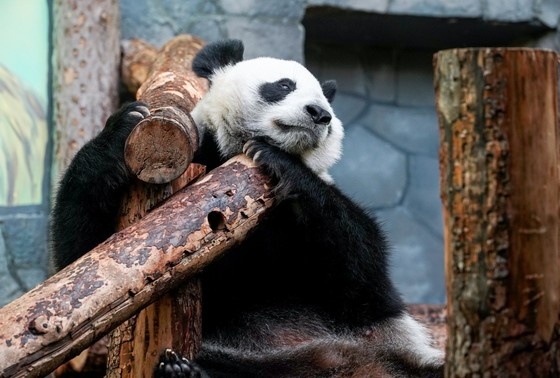    Панда Катюша