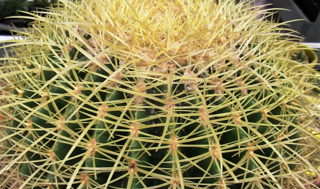 у взрослого эхинокактуса вырастает до 30 ребер, на которых появляются цветы, фото автора