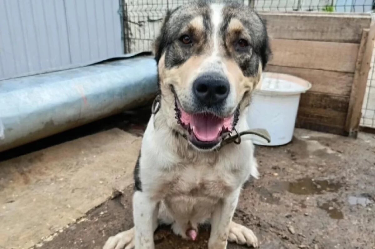    Ульяновцев просят помочь четвероногим, живущим в приюте и у волонтеров