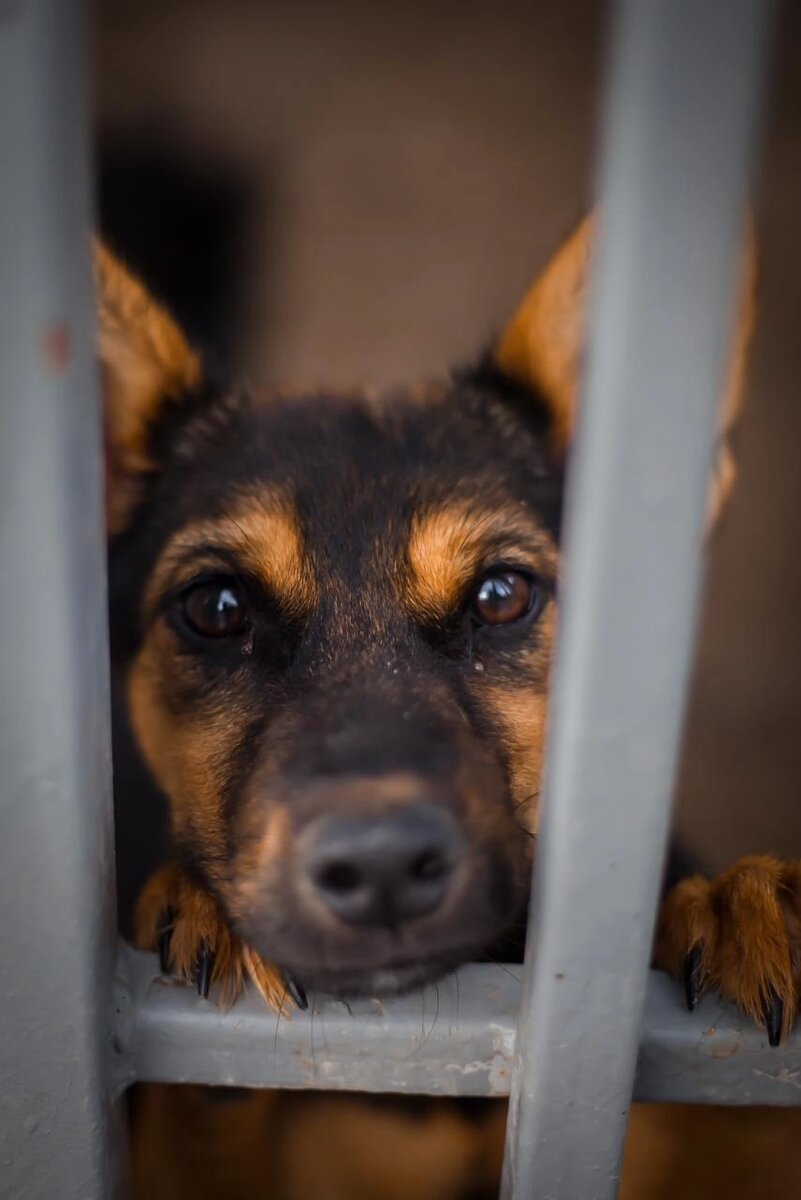    Фото: Приют "Подарок судьбы" 