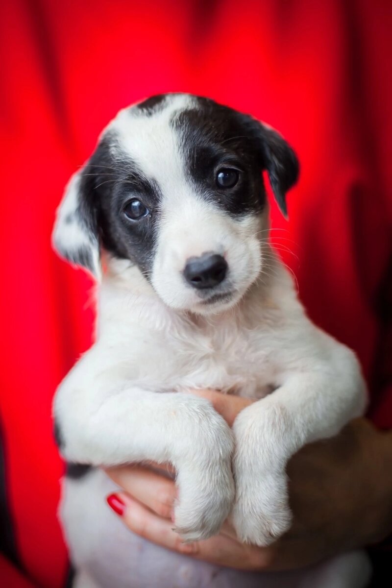    Фото: Приют "Подарок судьбы" 