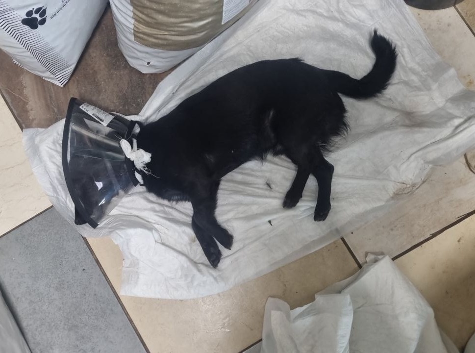 После кастрации пёс несколько дней носит воротник, чтобы не разлизывал место операции. Какой-то особый дополнительный уход не нужен