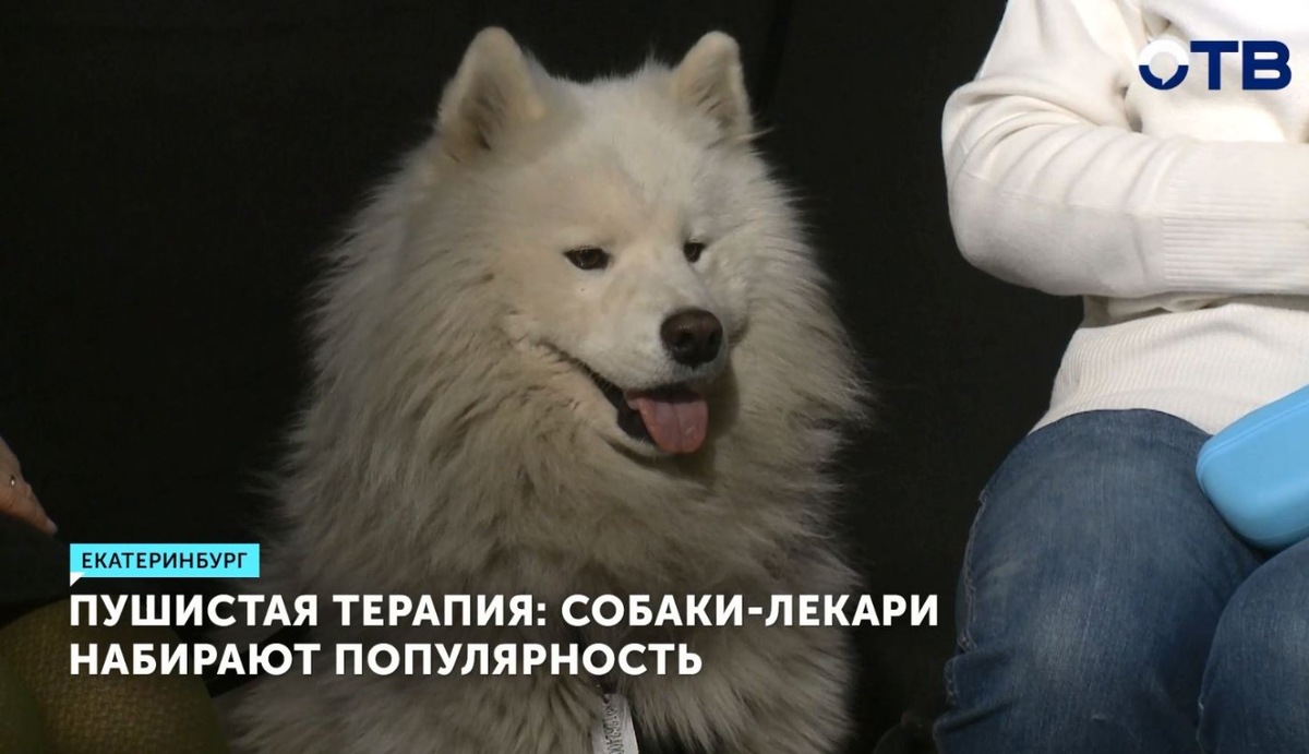    Собака в роли Айболита: канистерапия помогает в реабилитации пациентов