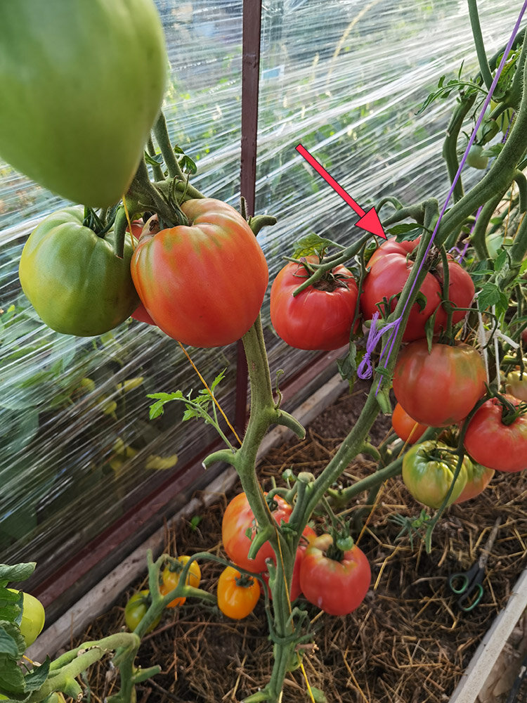 томат Тюленька Розовая