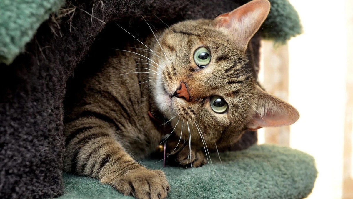 Можно ли завещать квартиру коту? Разбираемся в юридических тонкостях со специалистами LAWYER Consulting (ЛОЙЕР Консалтинг) Москва