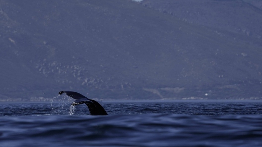    © IMAGO/Matrix Images / Nic Bothma www.imago-images.de/Globallookpress