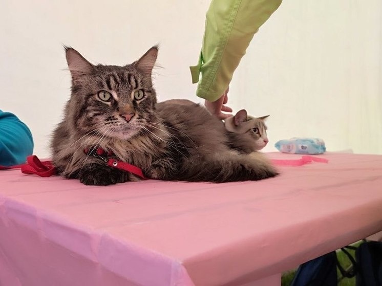     Присоединиться к команде может любой желающий. ФОТО: МК в Калининграде.