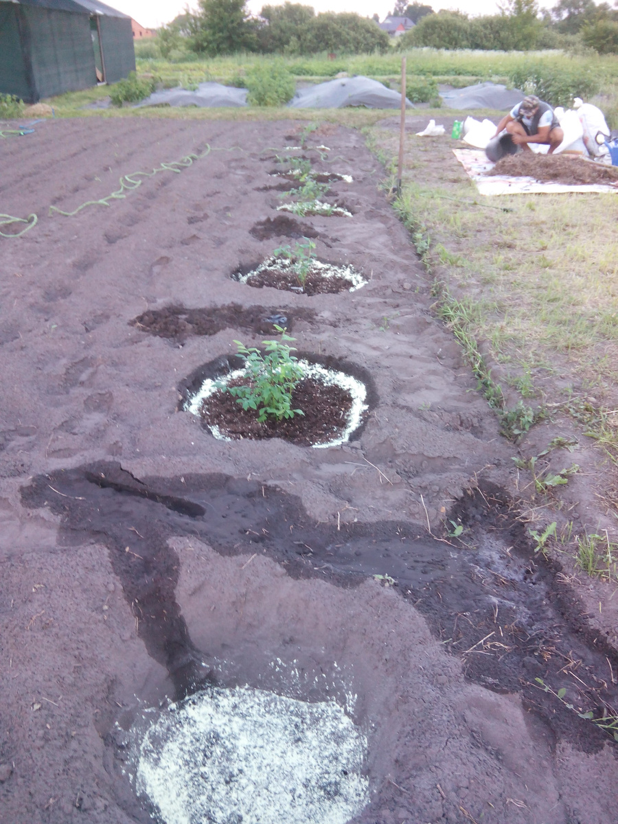 Посадка нашего "голубятника" в далёком прошлом. И до сих пор голубика радует нас прекрасными урожаями.