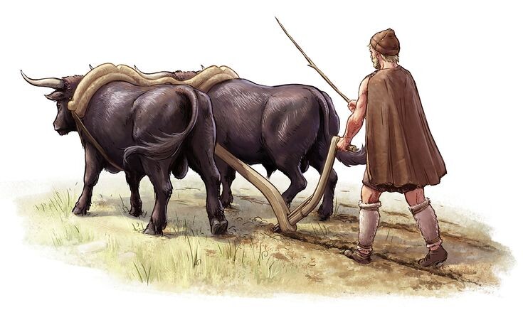 Тут не волы, но в Ирландии, Вы будете смеяться, холостили не всех рабочих быков