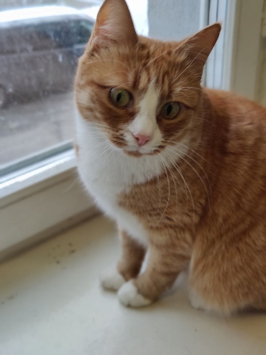 Хозяин, где ты? 