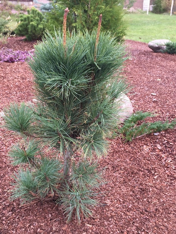2018 Pinus pumila Glauca 