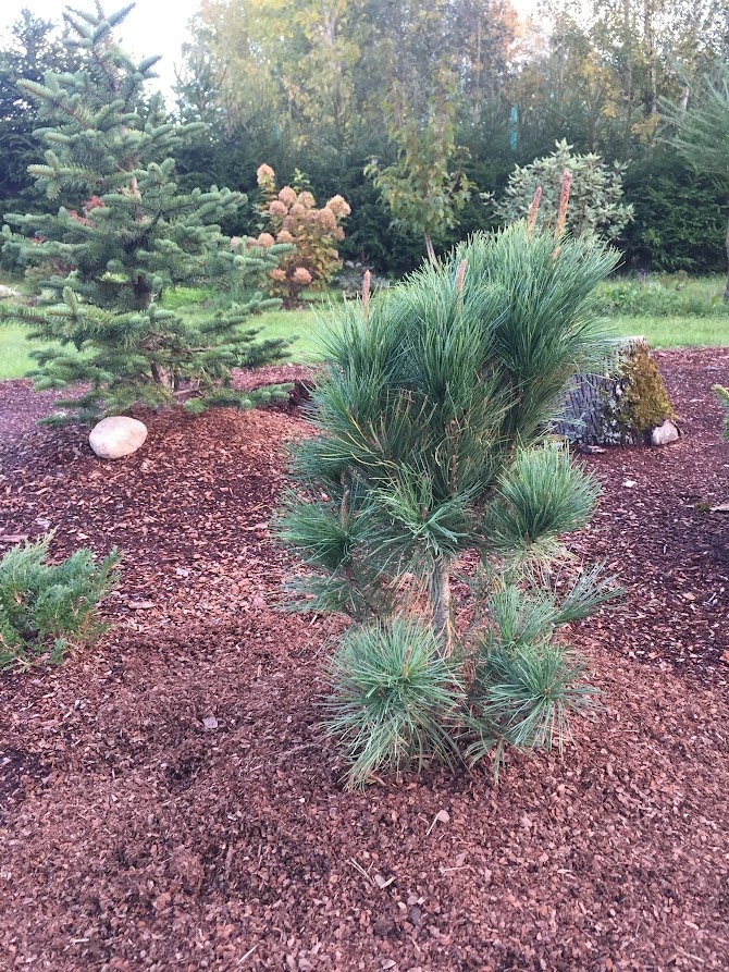 2018 Pinus pumila Glauca 