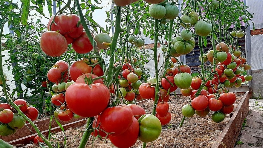 Проверил урожайные сорта томатов. Результаты 6 сортов в теплице за сезон 2024