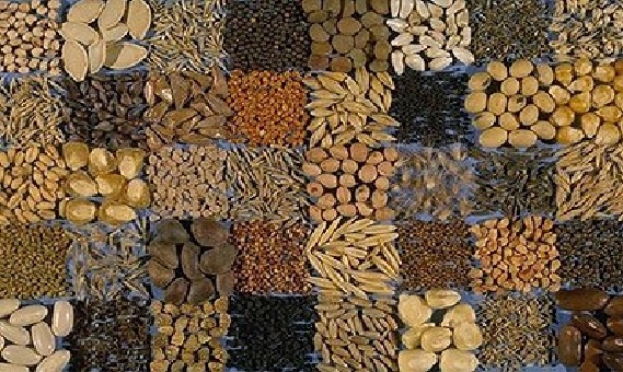 Семена растений (фото взято из открытых источников)