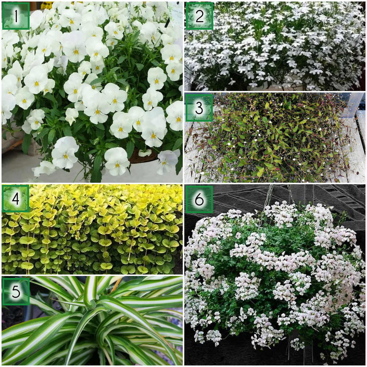 1. Виола ампельная 'кул вейв вайт'. 2. Лобелия белая. 3. Гибазис 'фата невесты'. 4. Вербейник монетчатый. 5. Хлорофитум хохлатый. 6. Пеларгония плющелистная 'рич аут вайт'