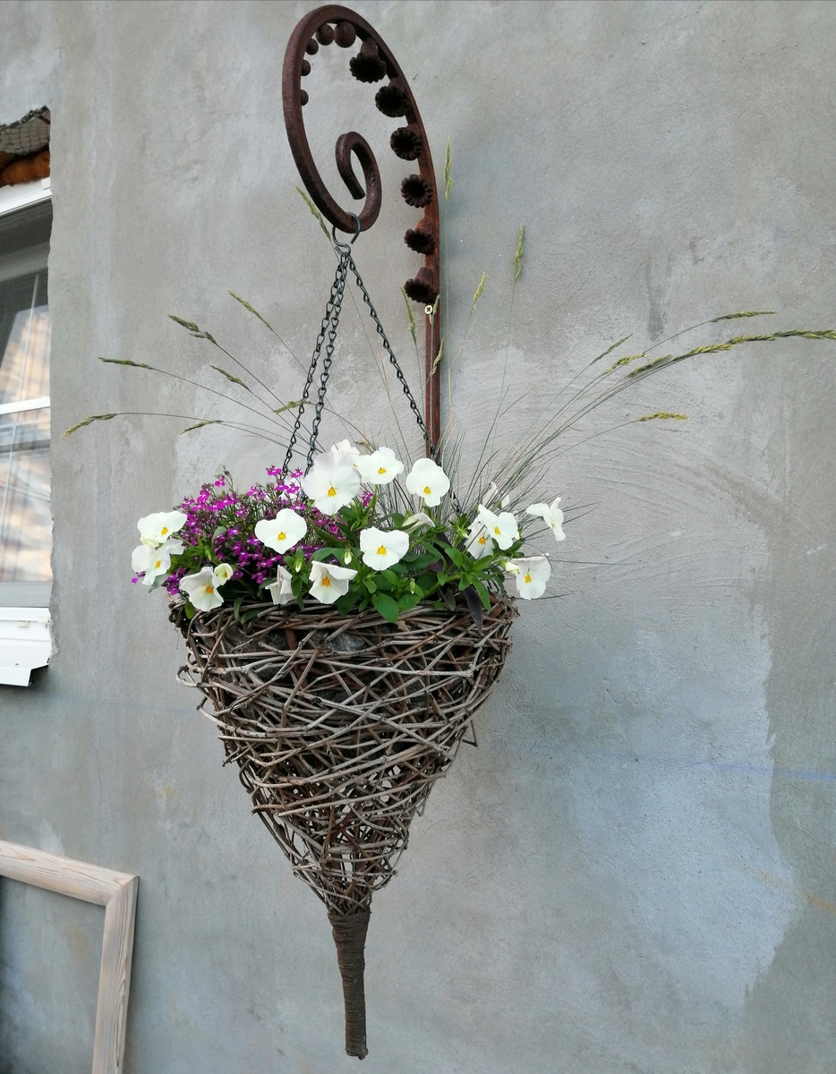 Виола 'кул вейв вайт' в июне этого года в моё контейнерном саду. 