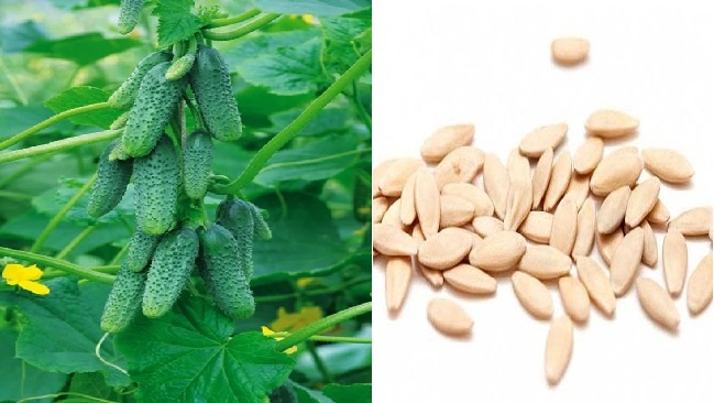 Семена огурцов.