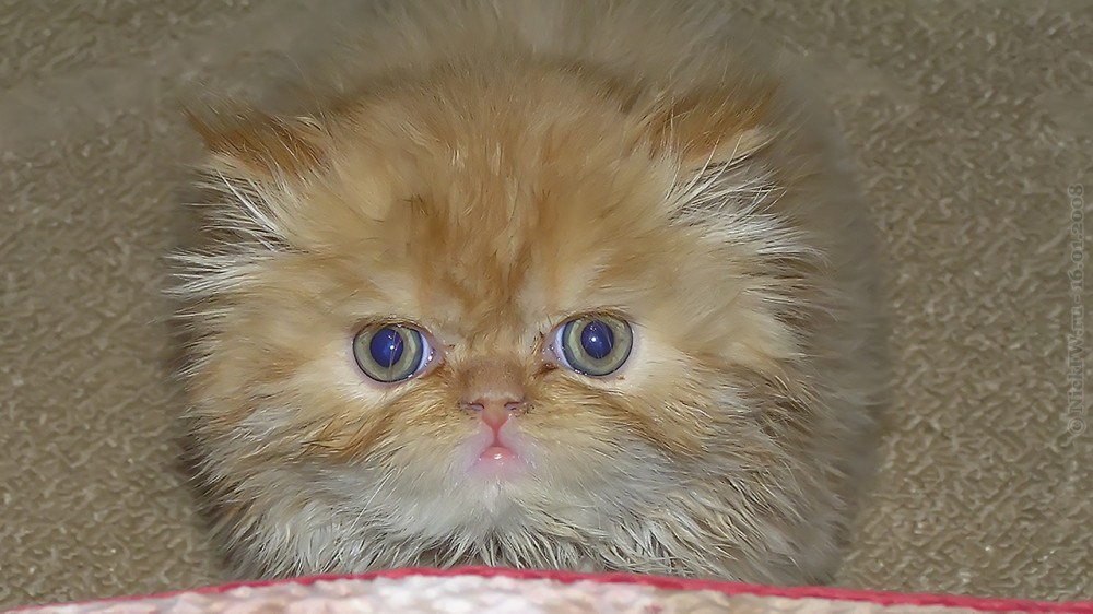 Персик... © NickFW.ru — 16.01.2008г.