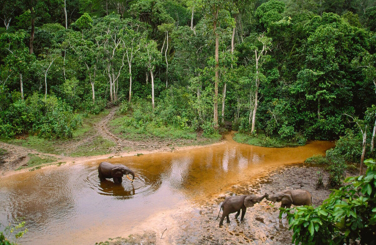 Леса бассейна реки Конго