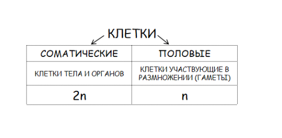 Клетки делятся на соматические и половые. Соматические имеют диплоидный набор (2n), а половые содержат гаплоидный набор (n).